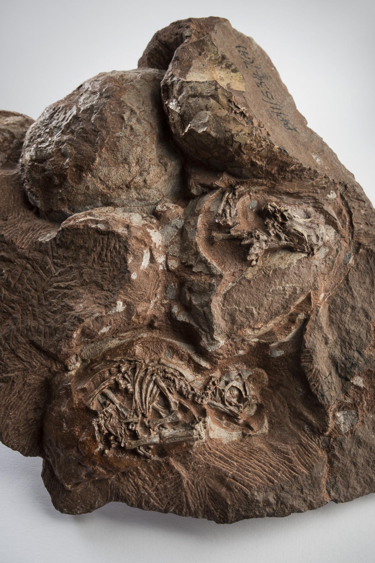 Some of the world's oldest known dinosaur eggs and embryos.