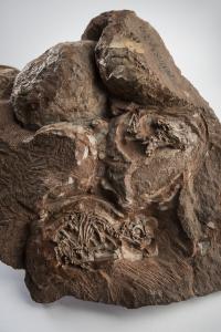 Some of the World's Oldest Known Dinosaur Eggs and Embryos