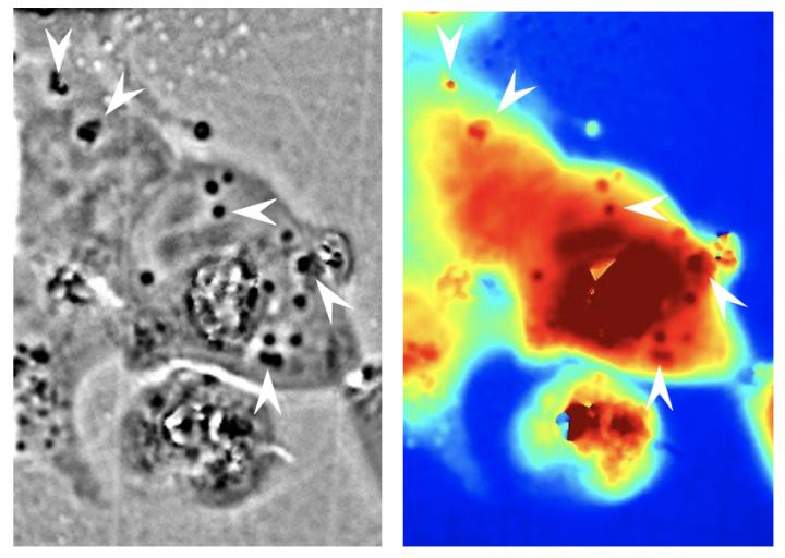 Squid proteins in human cells