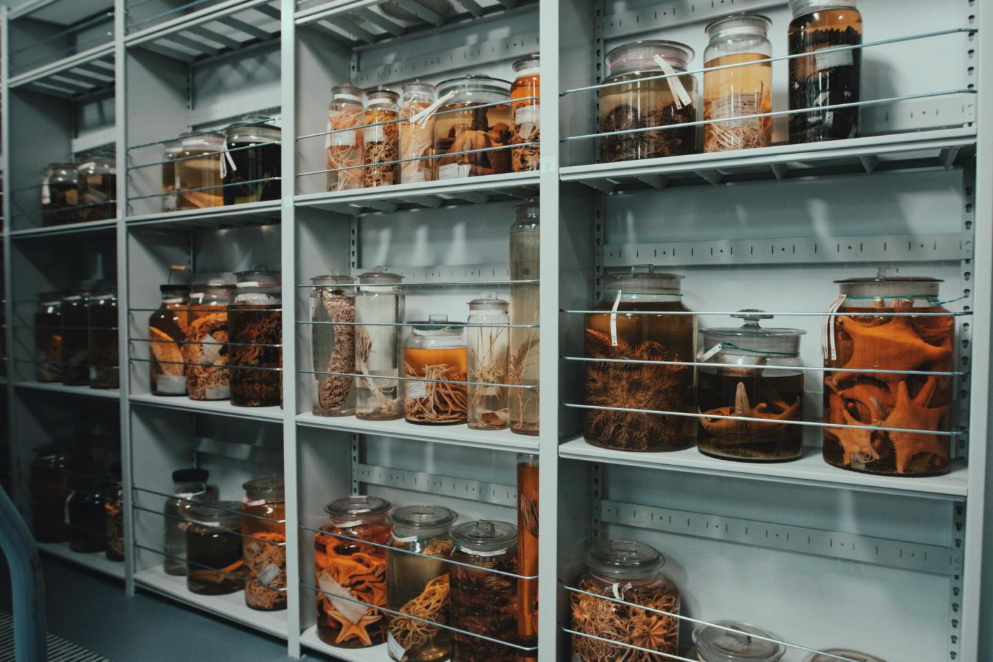 Smithsonian Invertebrate Zoology Collections