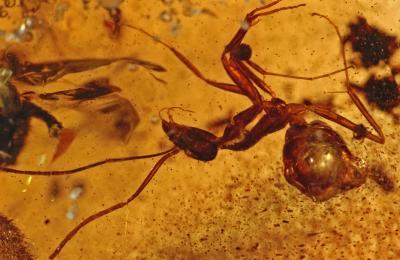 Ant from 50-52 Million Years Ago