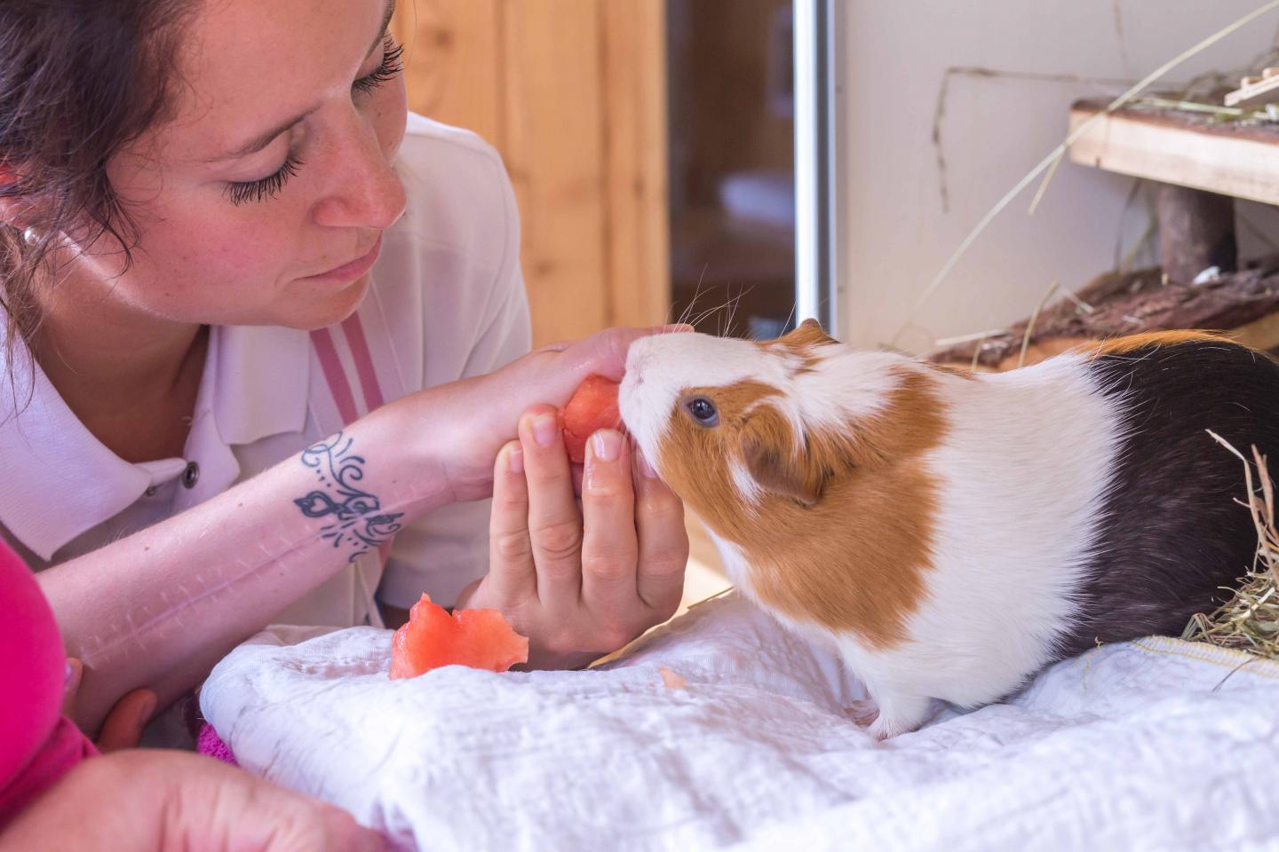 Animal-Assisted therapy Improves Social Behavior in Patients with Brain Injuries