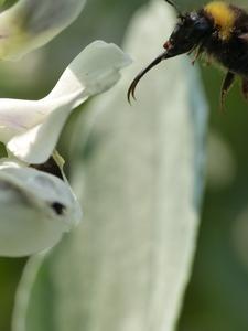 Bee approaching a white flower