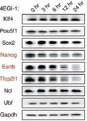 Translational Repression Affects the Level of Several Core ESC Transcription Factors