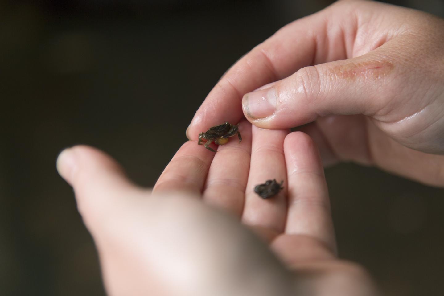 The Oyster-reef Dwelling Crab <em>Eurypanopeus depressus</em>