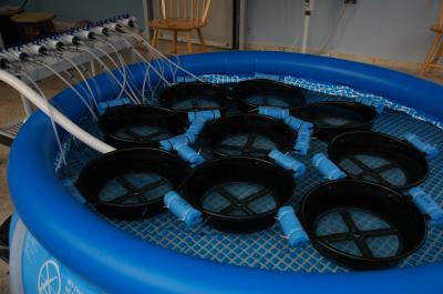 Research in Puerto Rico on Corals and Global Warming (1 of 3)