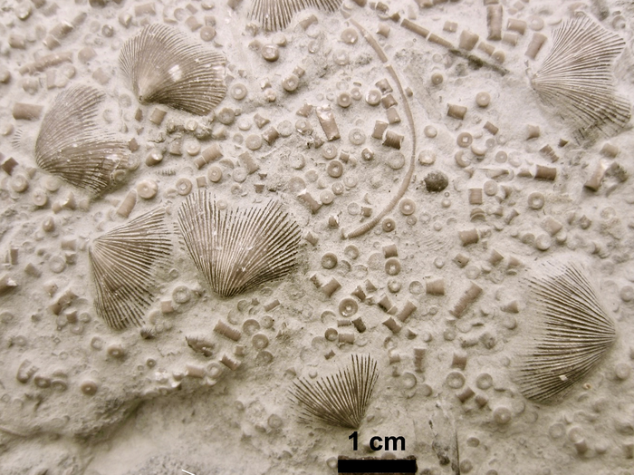 Brachiopod and crinoid fossils