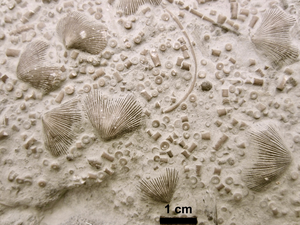 Brachiopod and crinoid fossils