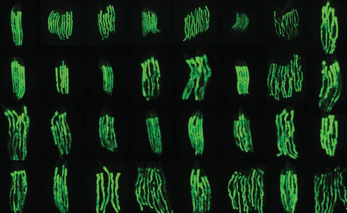 Aging: It’s more complicated than we thought