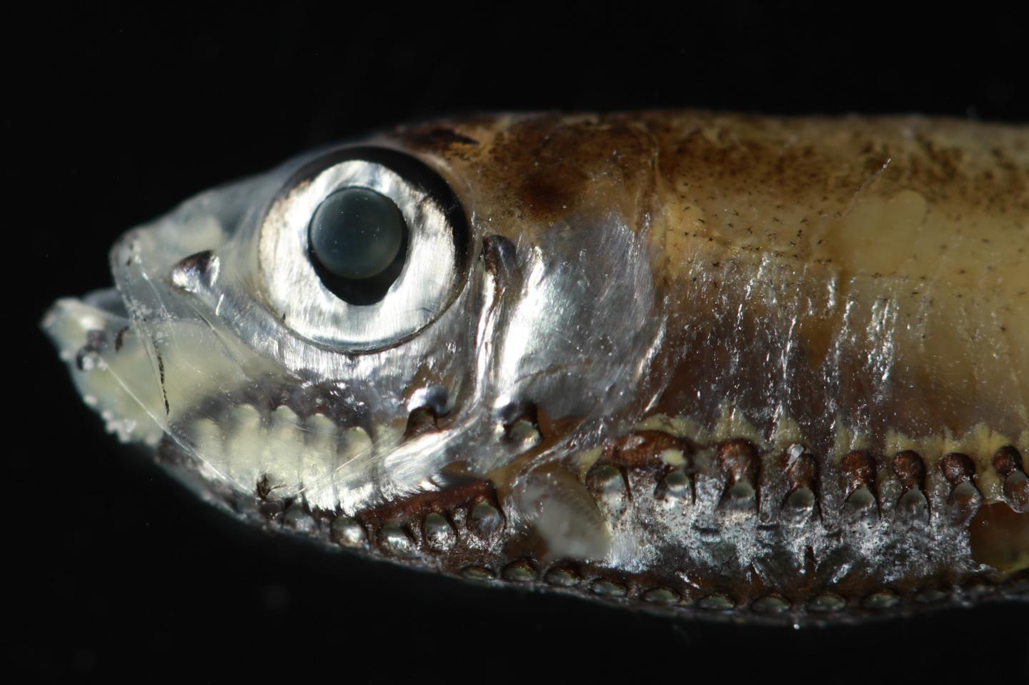 Surprise: How a Type of Deep-sea Fish Evolved Optimized Vision (1 of 5)