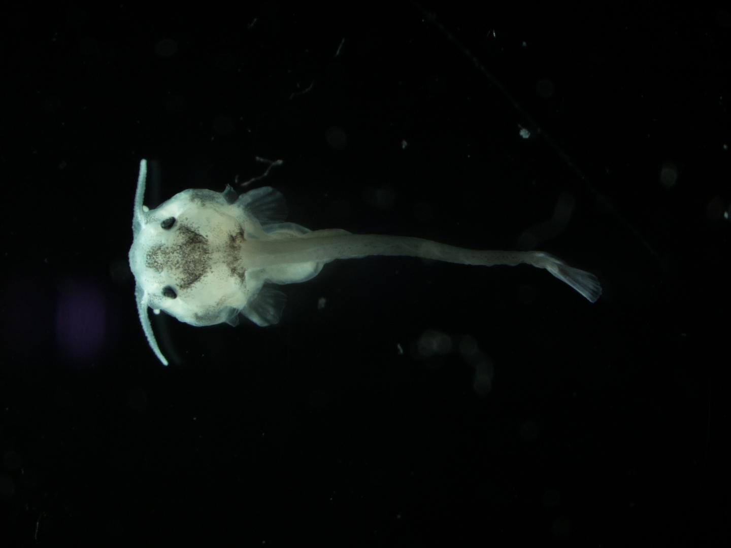 How Mouthbrooding Cichlid Fish Have Learned to Outwit Parasitic Cuckoo Catfish (8 of 8)