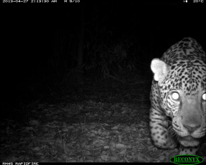 A Jaguar in Guatemala