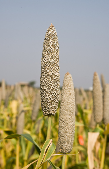 Pearl millet