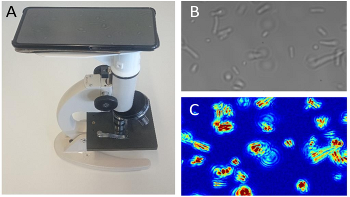 Optical Nanomotion Detection based antibiotic susceptibility test