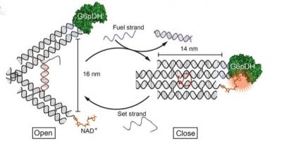 Enzyme Nanotweezers