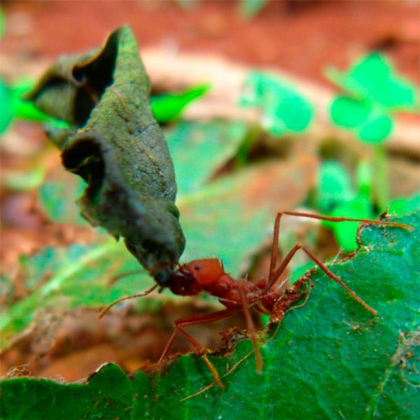 <i>Atta sexdens rubropilosa</i> Worker