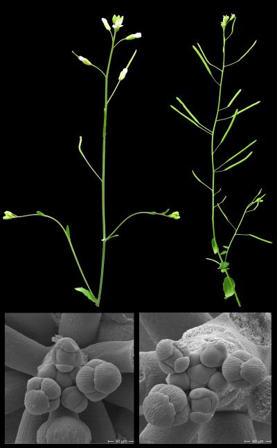 Growth Defects After Deactivation of the ARR7 and ARR15 Genes