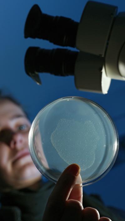 The Nematode <I>Caenorhabditis elegans</I>