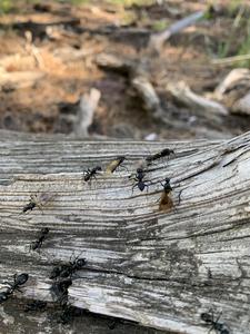 Ants in Gregory Canyon in Boulder, Colorado