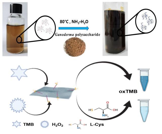 Graphene-based Nanozyme Helps to Detect L-cysteine in Serum