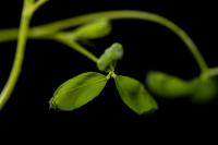 Alfalfa Plant Close Up