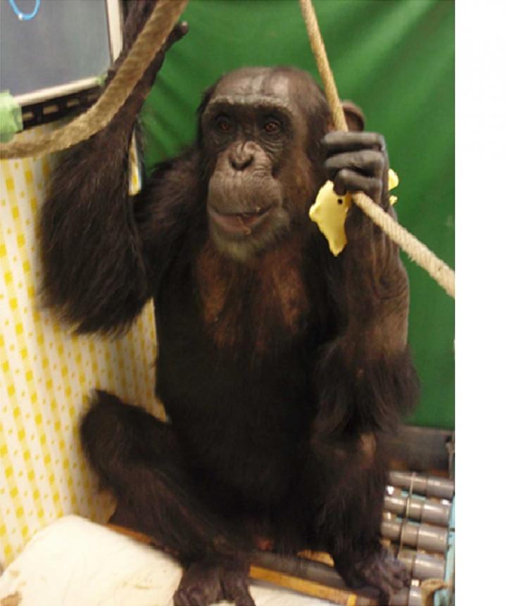The Story of How a Touch Screen Helped a Paralyzed Chimp Walk Again