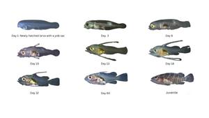 Larval and juvenile Malabar groupers at various developmental stages