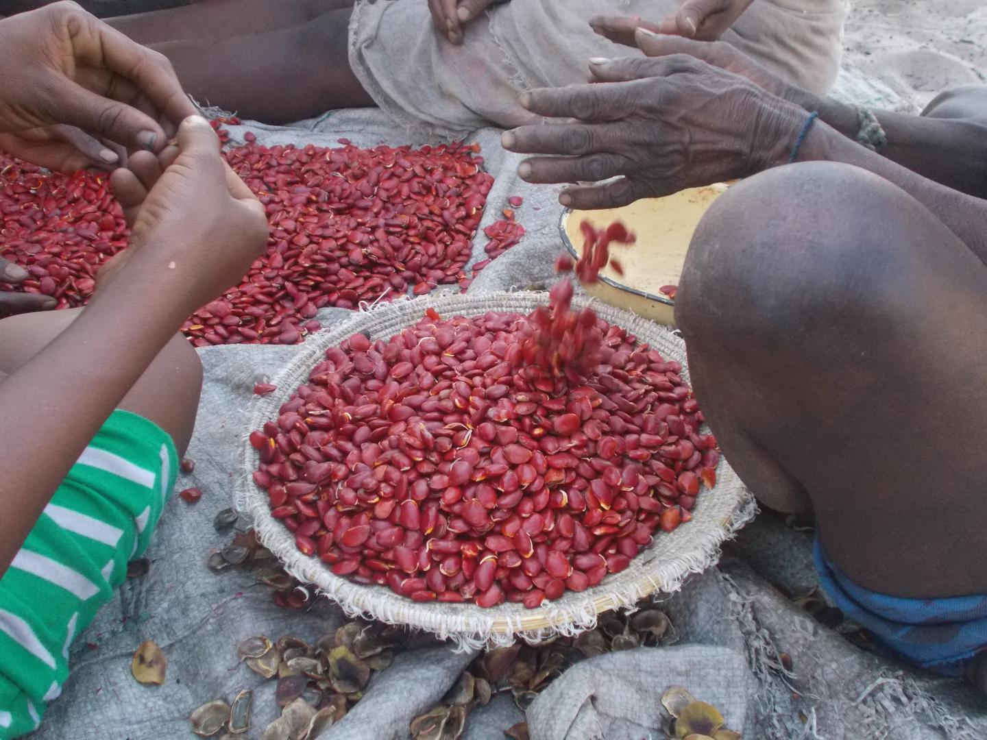 The Khwe San tribe's traditional food: Tceu