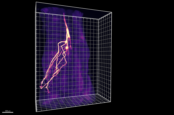 Sensory neurons [IMAGE] | EurekAlert! Science News Releases