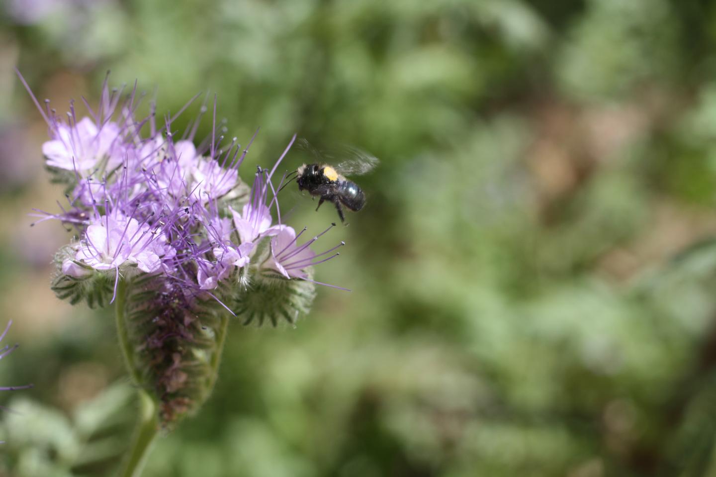 Blue Orchard Bee on Flower