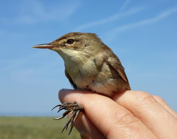 Eurasian reed warbler
