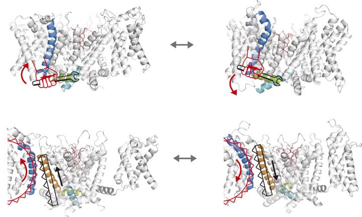 Levers and Zippers in the Cell's 'Customs'