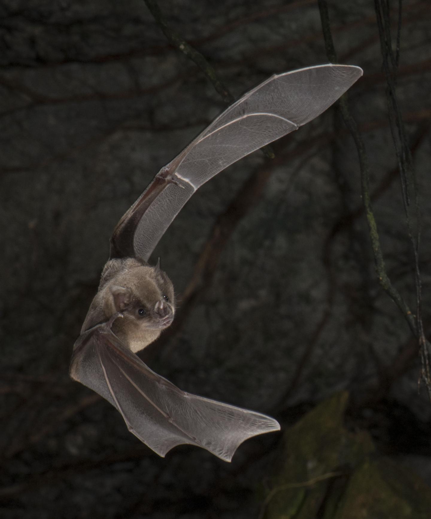 jamaican fruit bat habitat