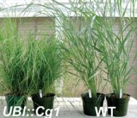 Cg1 Switchgrass Biomass