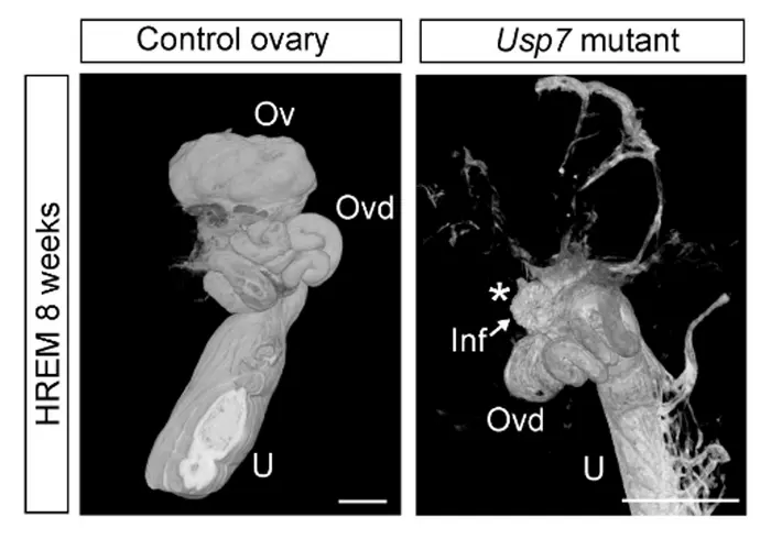 3D reconstructions of mice with and without Usp7, showing missing ovary