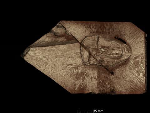 3D reconstruction of new Heterodontosaurus fossil.