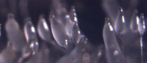 Cooperative Stage of Social Amoeba's Life Cycle