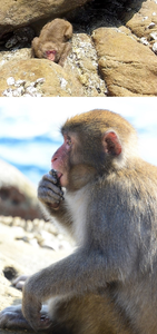 Macaques 1