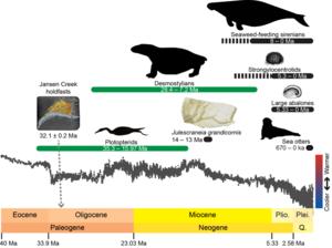 Evolutionary timeline of kelp forest ecosystem