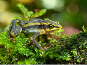 Black and yellow frog