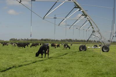 Dairy Forage Spray Irrigation