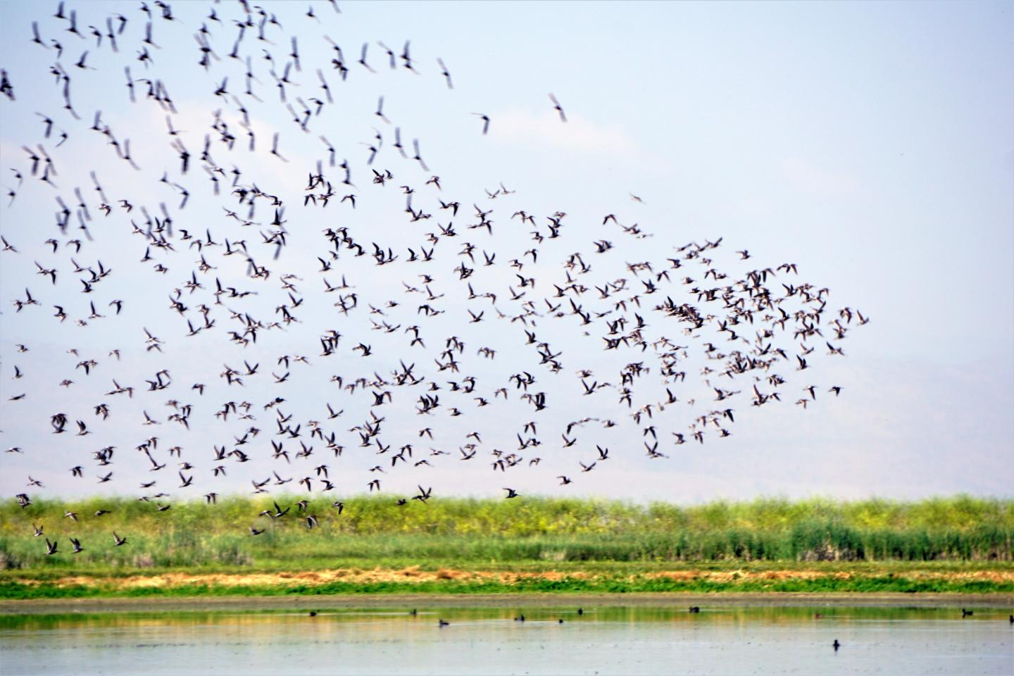 Bird Habitat [IMAGE] EurekAlert! Science News Releases