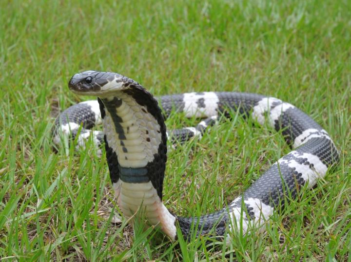 How Cobras Developed Flesh-Eating Venom