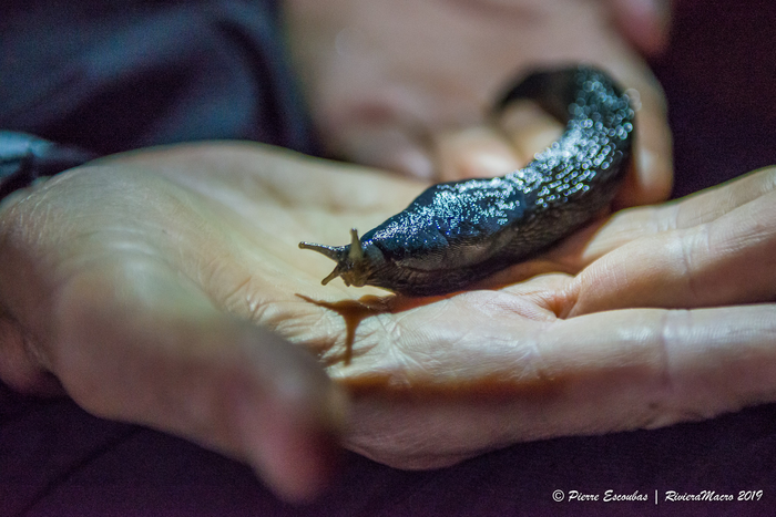 A living specimen of Limax pseudocinereoniger