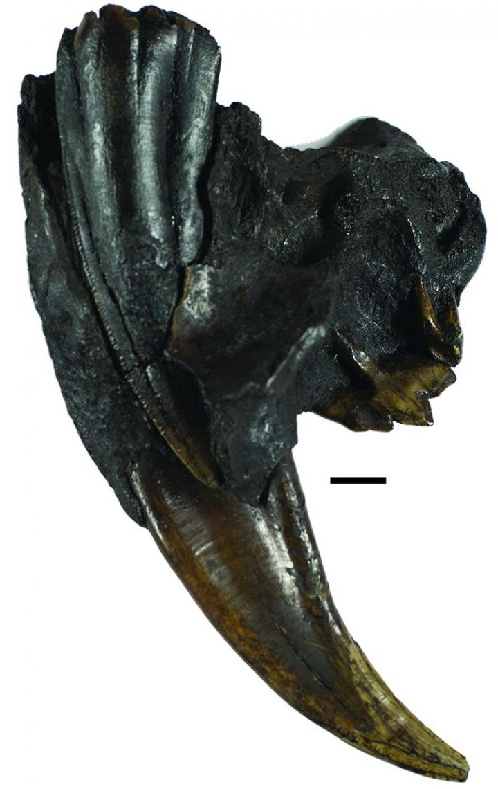 Baby Saber-Toothed Cat Tooth