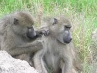 Baboons Grooming (3 of 3)
