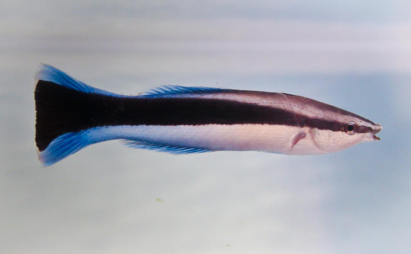 Female Blue-Streaked Cleaner Wrasse