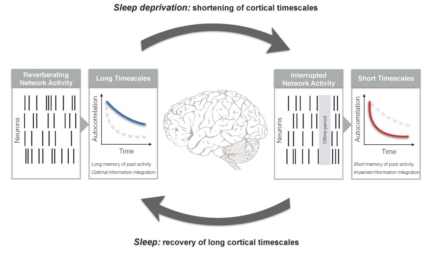 Cortical Timescales