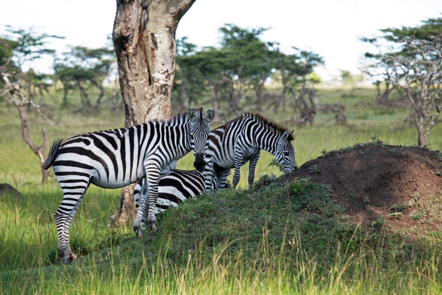 Termite Mounds Lead to 'Islands of Fertility' (11 of 12)