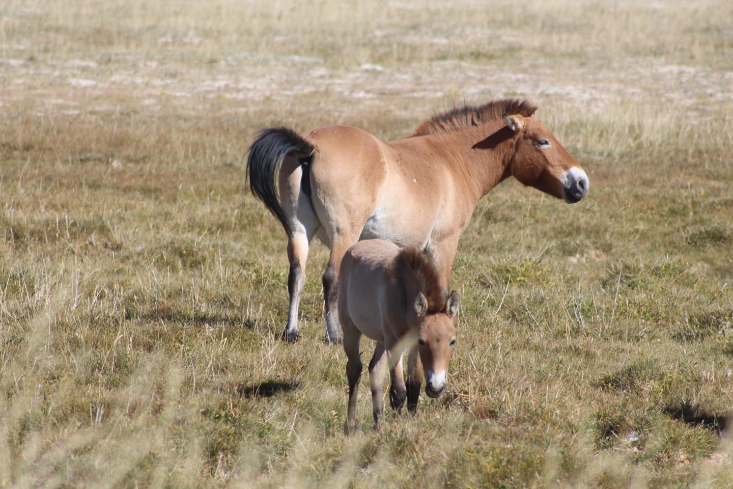 Przewalski's Horses